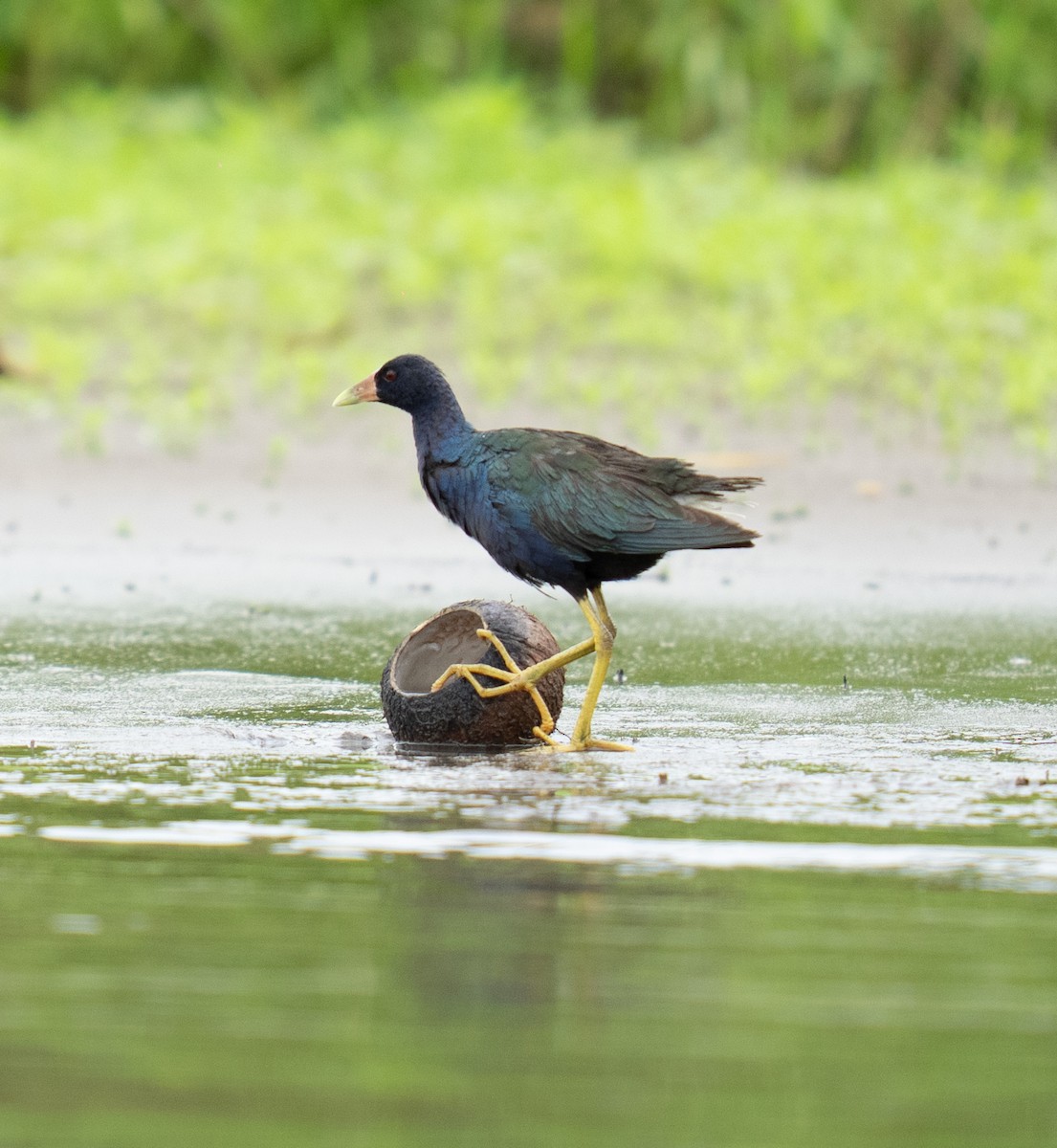 Малая султанка - ML646691663