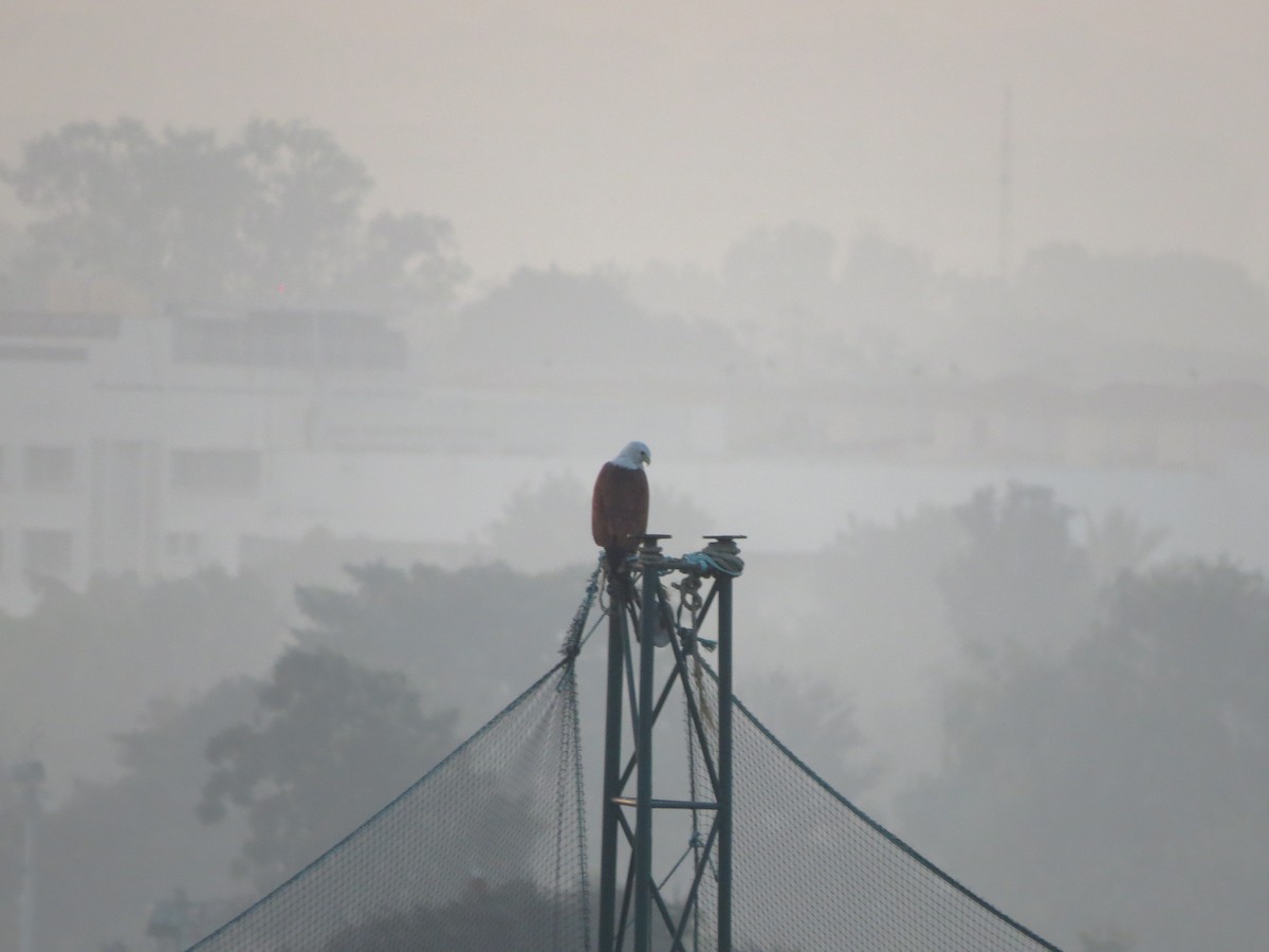 Браминский коршун - ML646691664