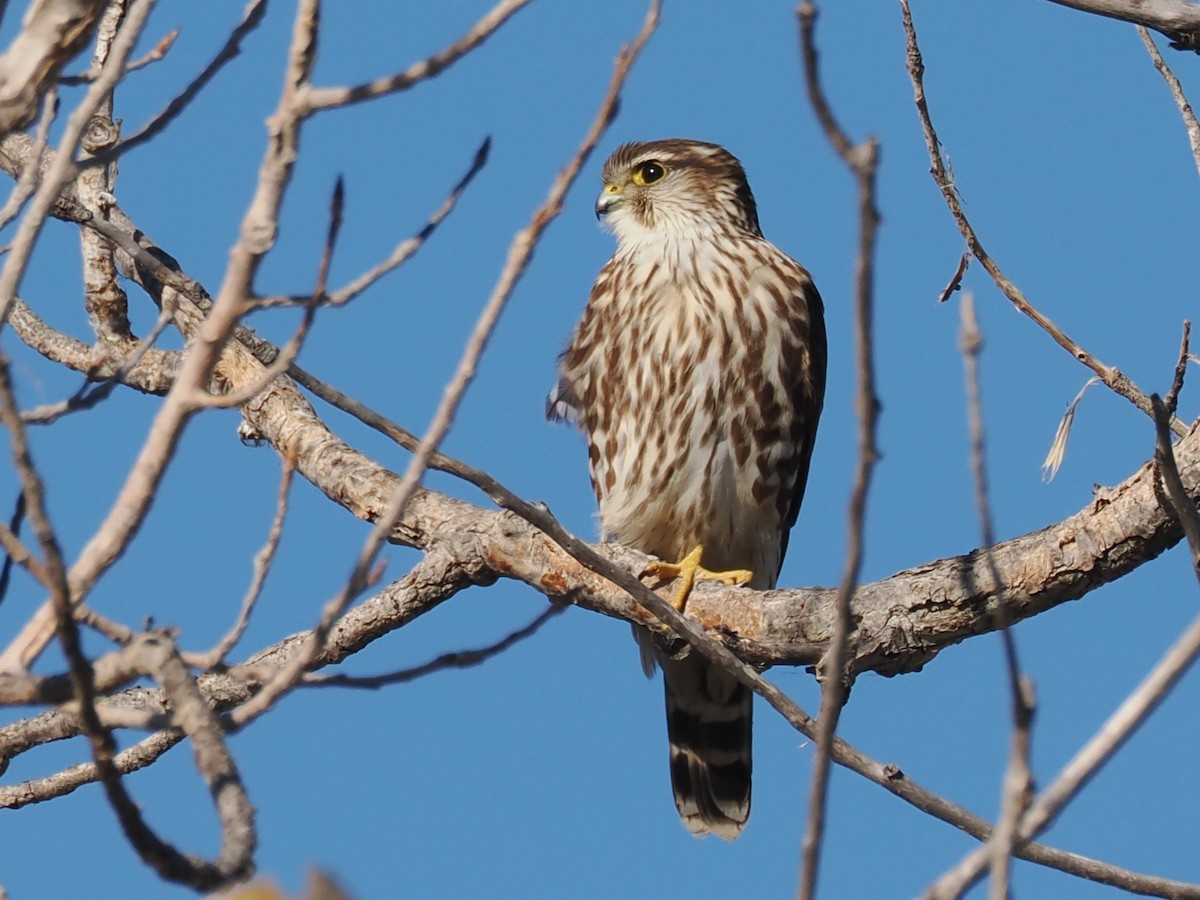 Дербник - ML646691665