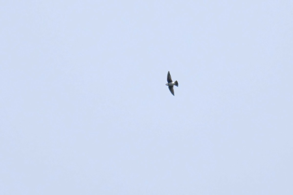 Восточный воронок - ML646691666