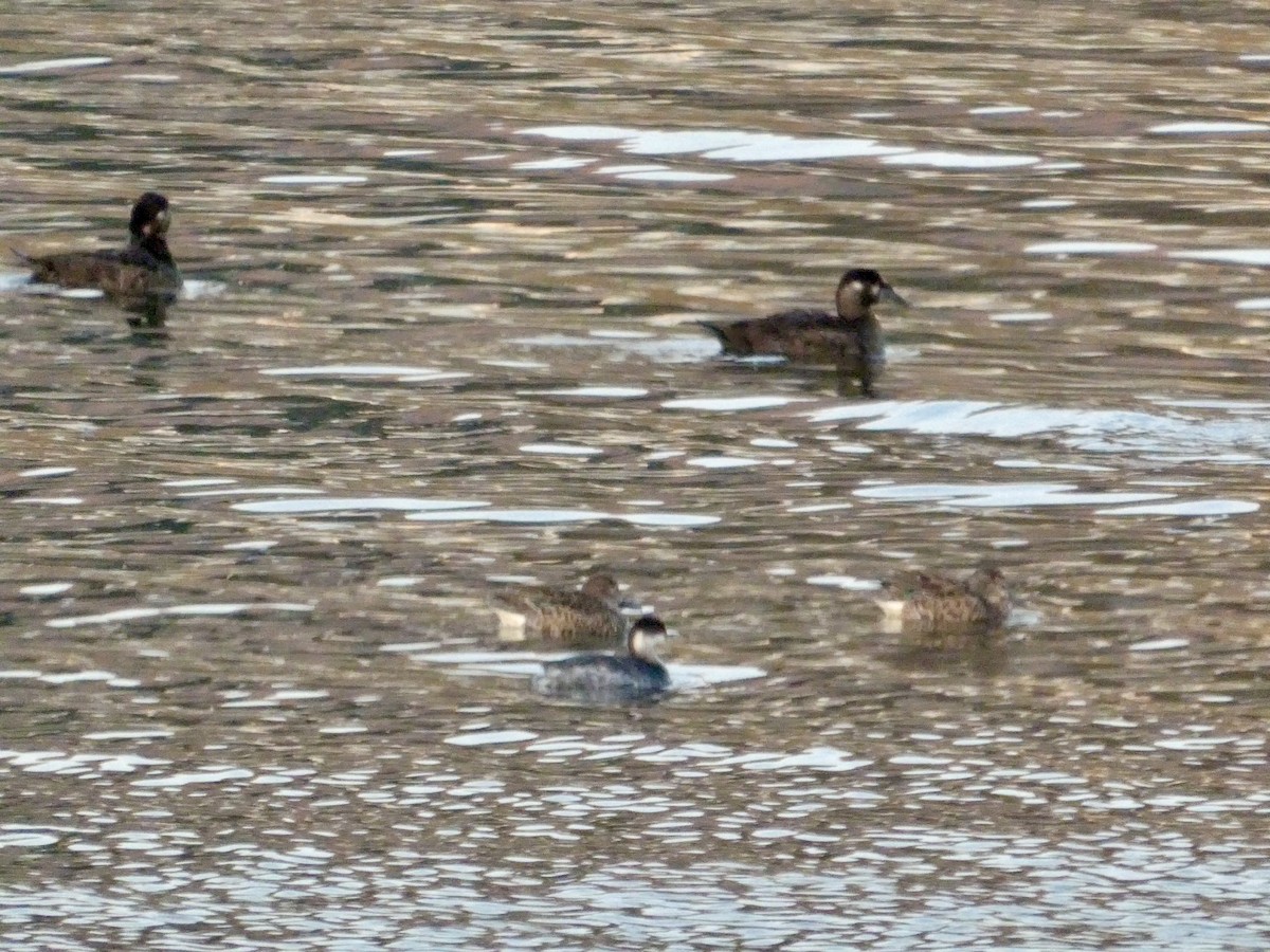 Красношейная поганка - ML646691667