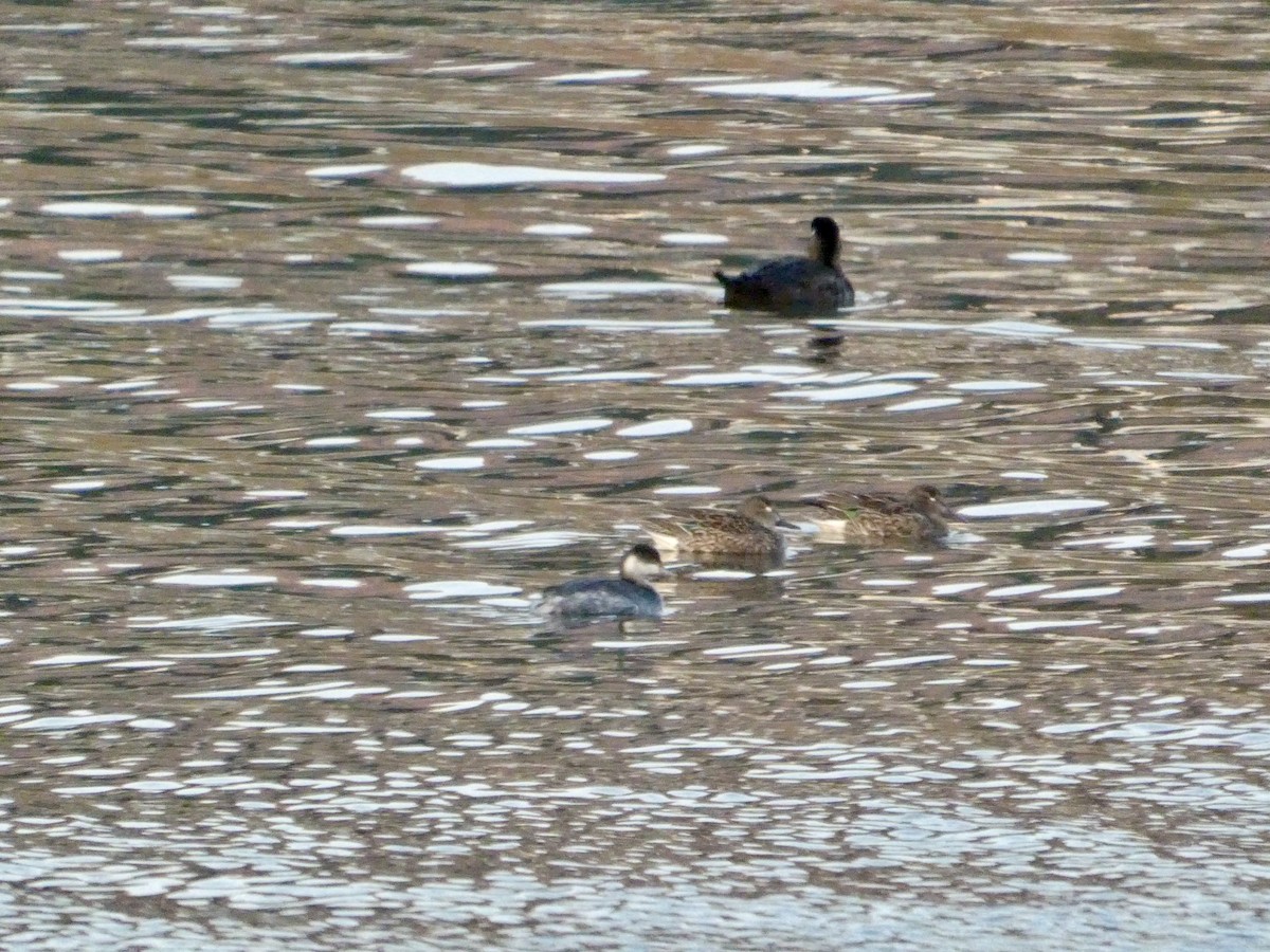 Красношейная поганка - ML646691668