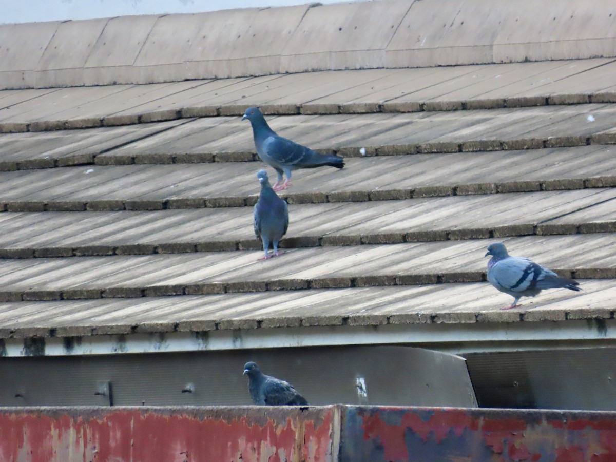 Сизый голубь (Одомашненного типа) - ML646691669