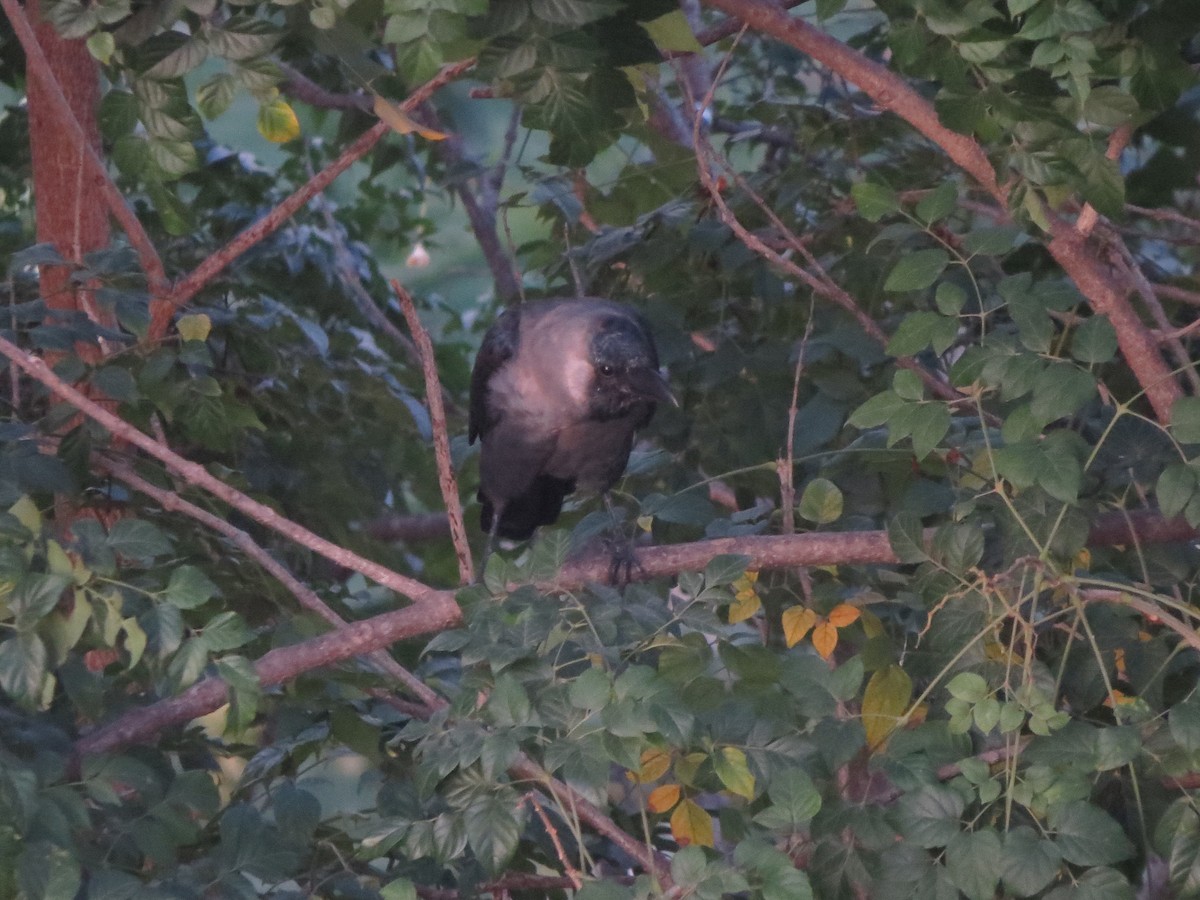 Домовая ворона - ML646691671