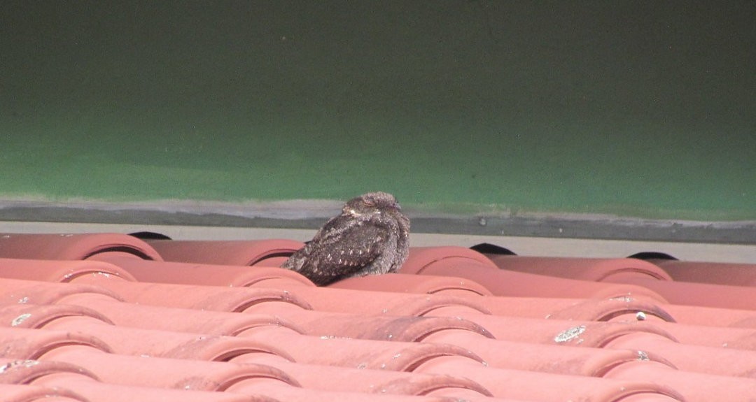 Полосатокрылый козодой - ML646691672