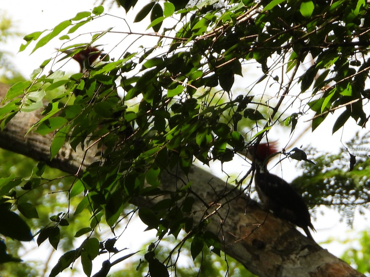 Черногорлый дятел - ML646691677