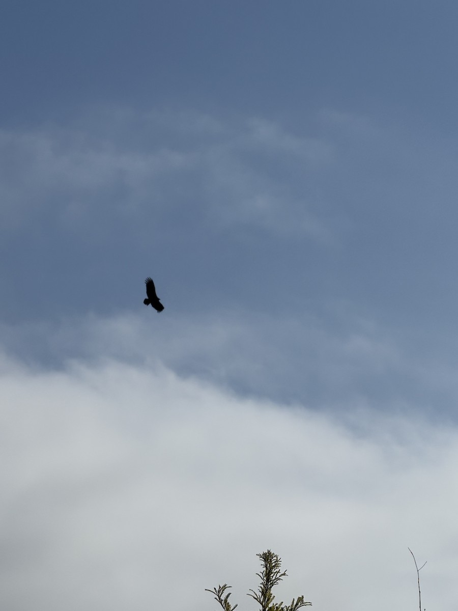 Катарта-индейка - ML646691681