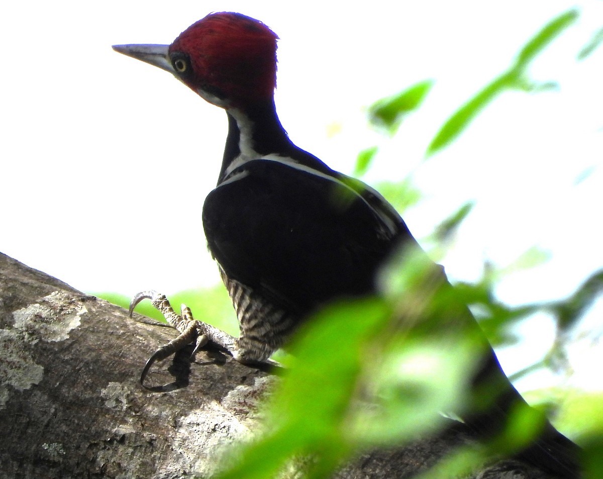 Черногорлый дятел - ML646691682