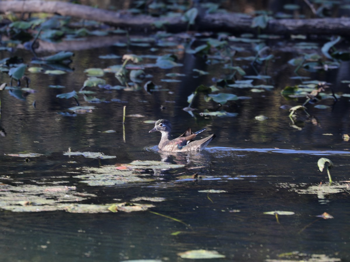 Каролинская утка - ML646691683