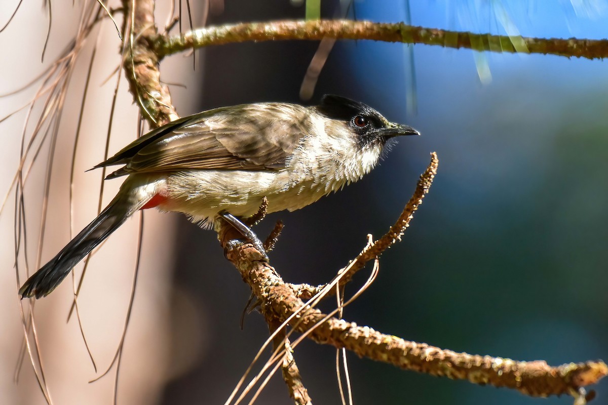 Златогузый бюльбюль - ML646691684