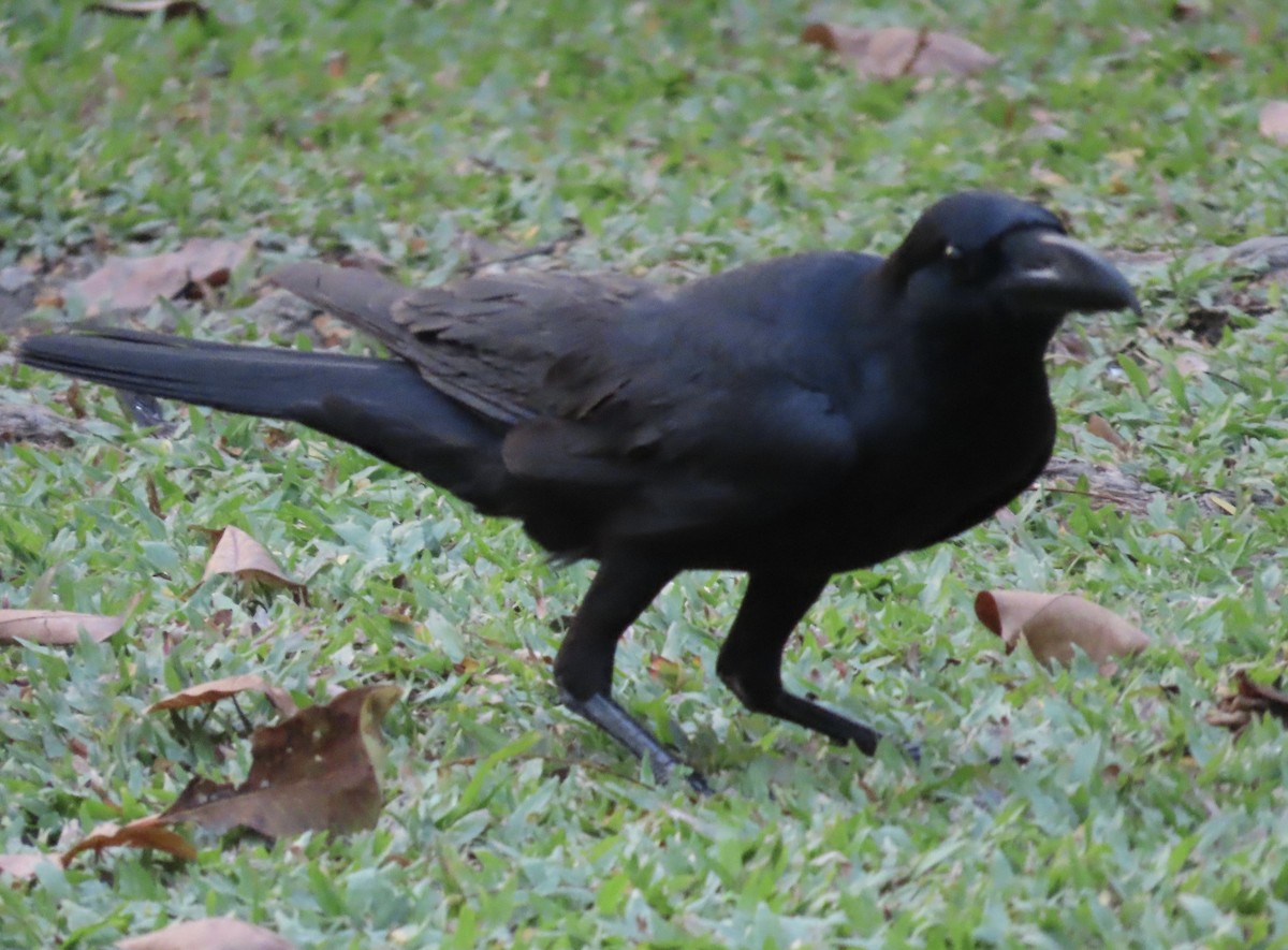 Большеклювая ворона - ML646691687