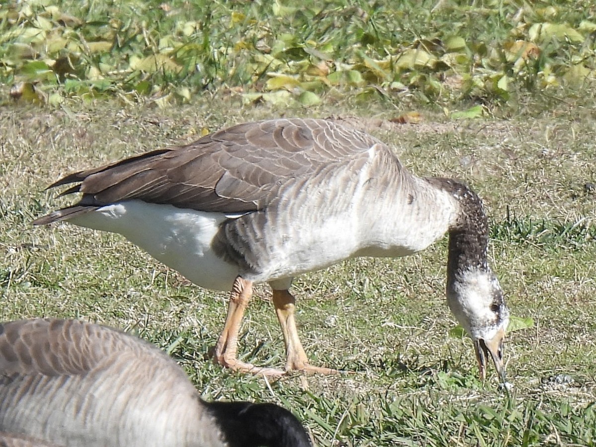 Хошуу галуу - ML646691688