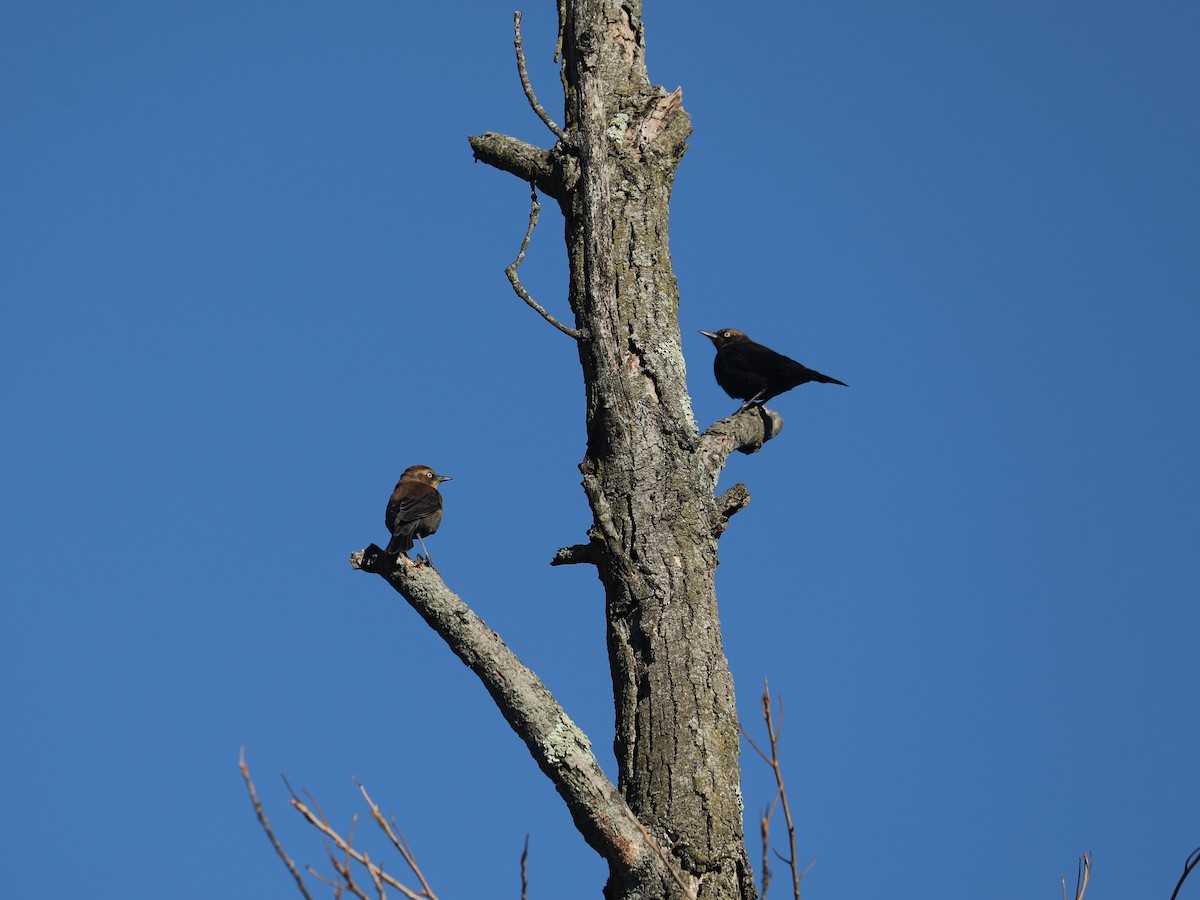 Ржавчатый трупиал - ML646691689