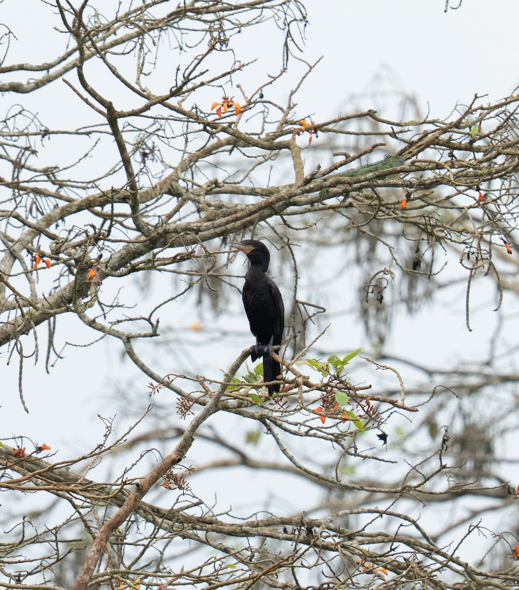 Неотропический баклан - ML646691690