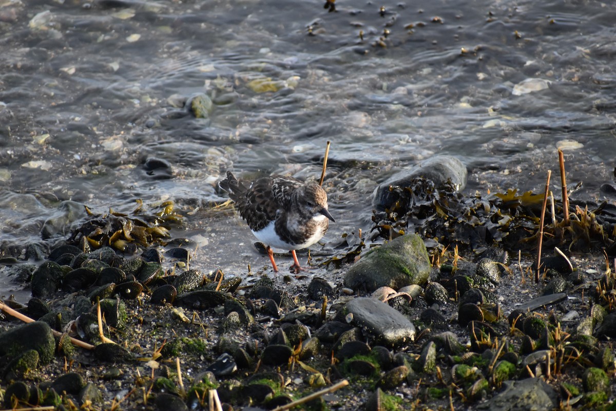 Ruddy Turnstone - ML646691691
