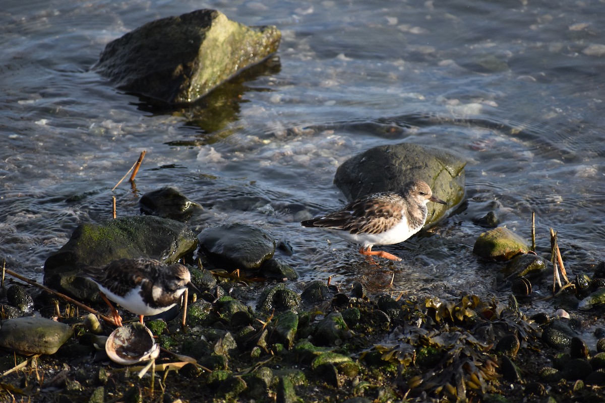 Ruddy Turnstone - ML646691692