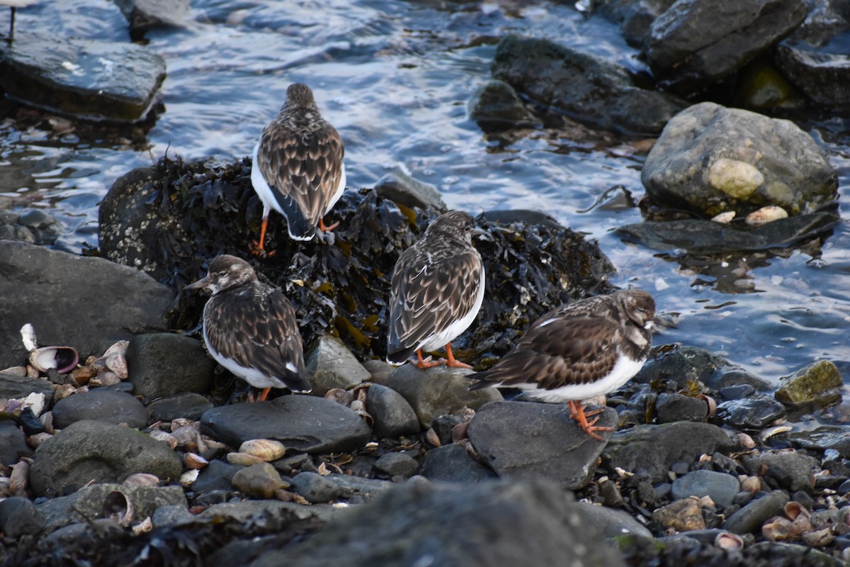 Ruddy Turnstone - ML646691693