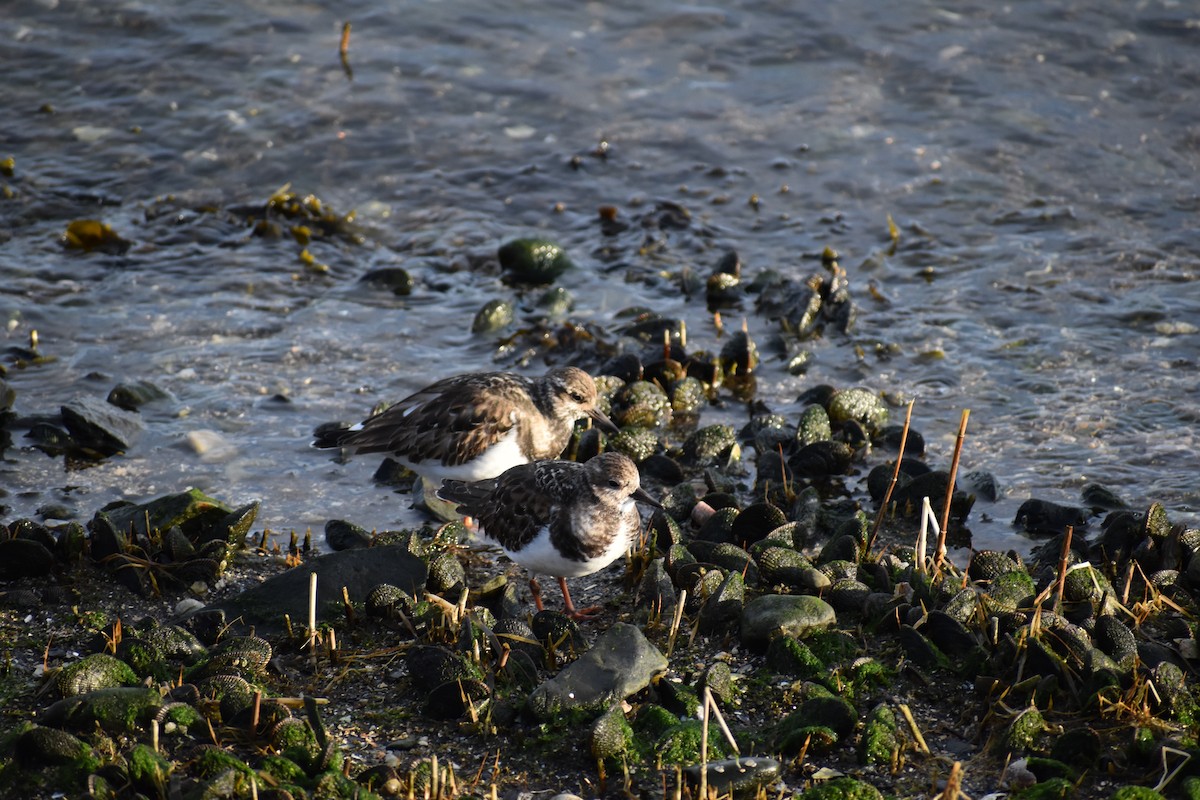 Ruddy Turnstone - ML646691694