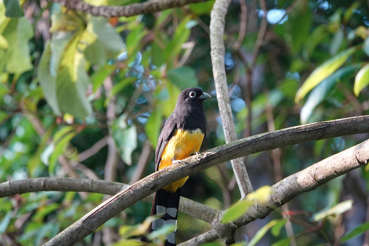 Black-headed Trogon - ML646691696