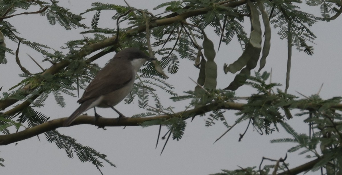 Fauvette babillarde - ML646691697