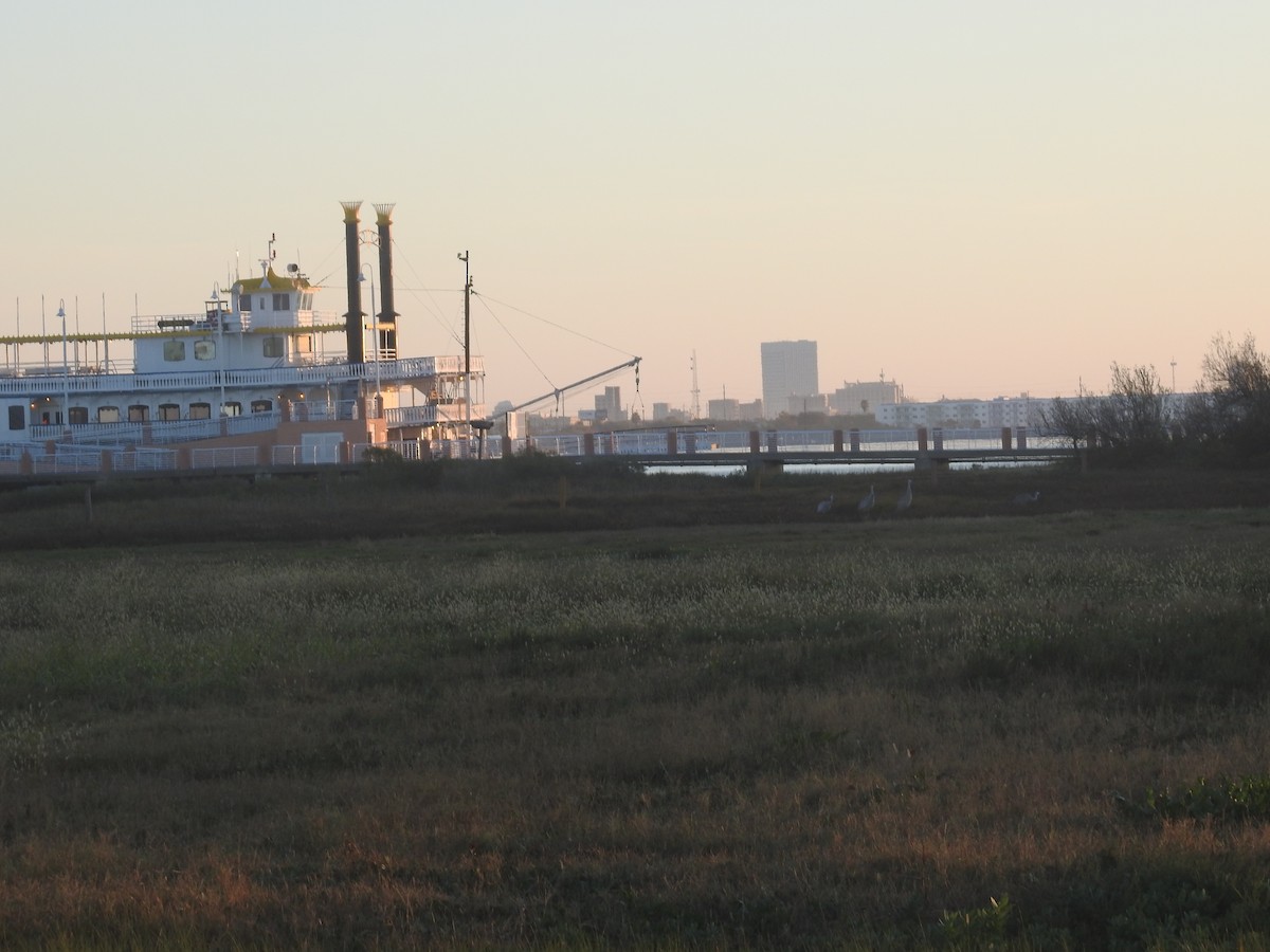 Sandhill Crane - ML646691705