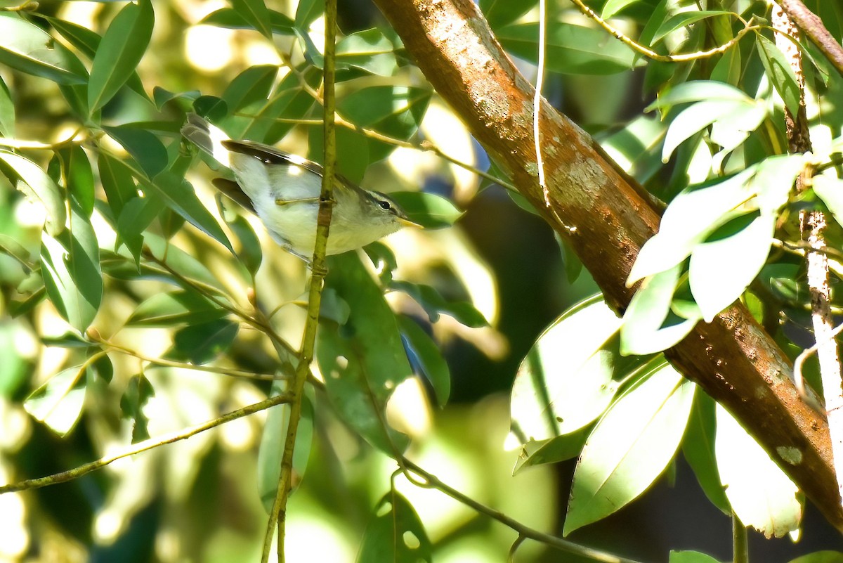 Хос судалт дууч шувуу - ML646691706