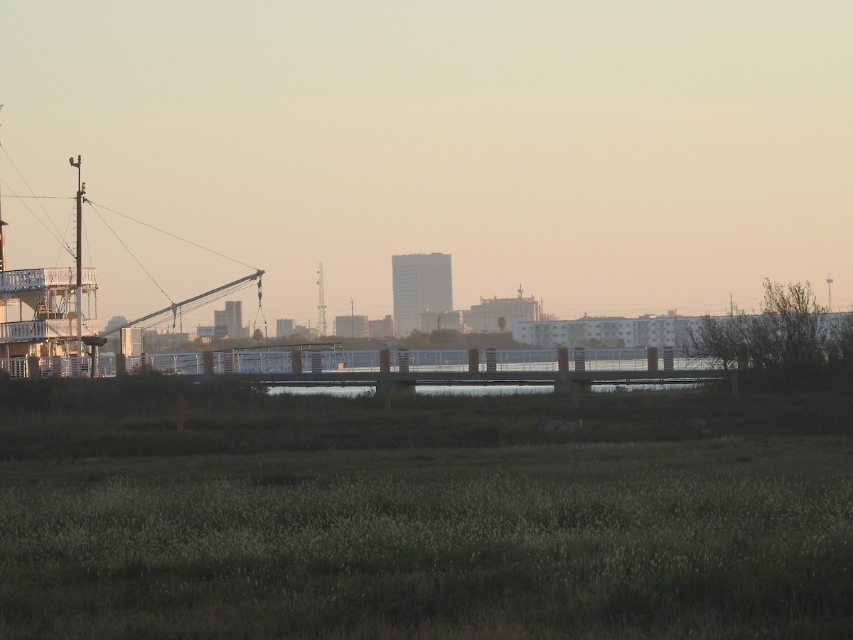 Орог тогоруу - ML646691707