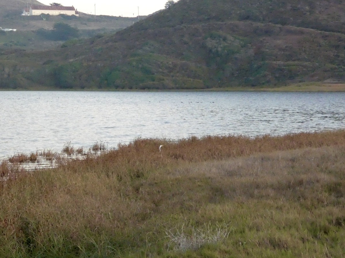 Цасч дэглий - ML646691709