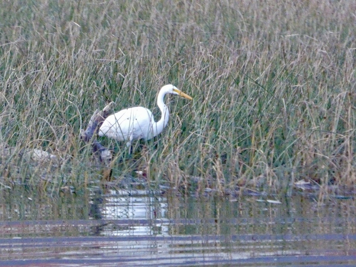 Цасч дэглий - ML646691710