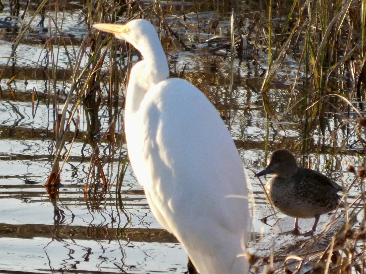 Цасч дэглий - ML646691711