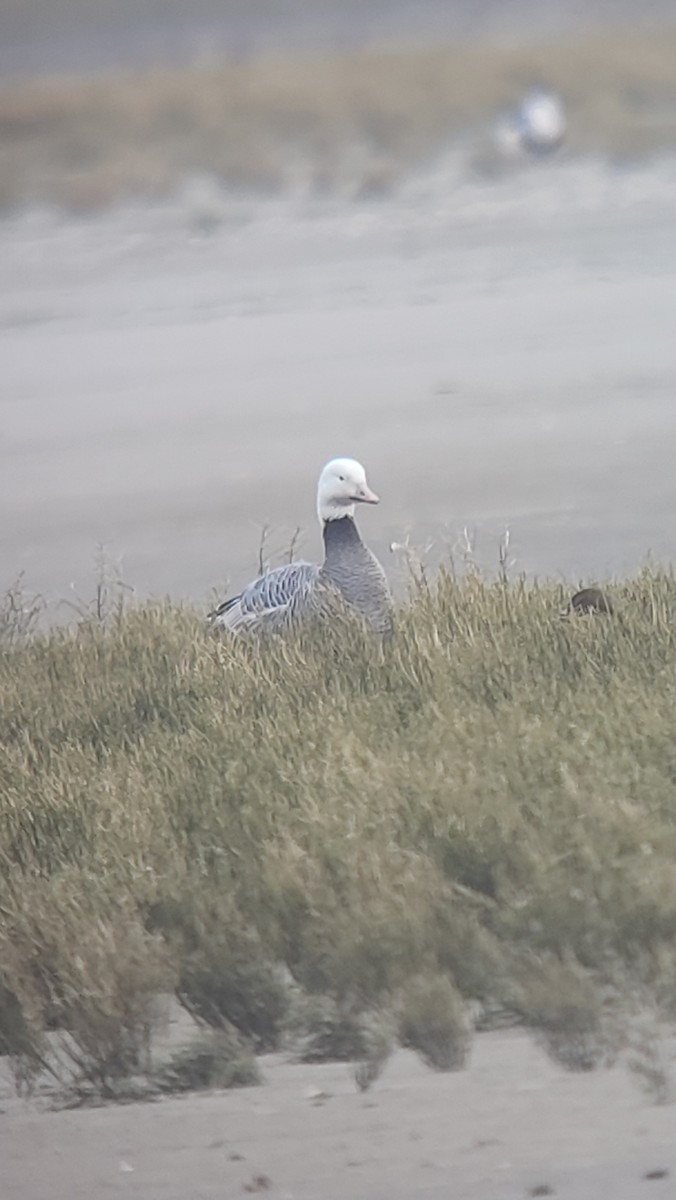 Anser sp. - ML646691712