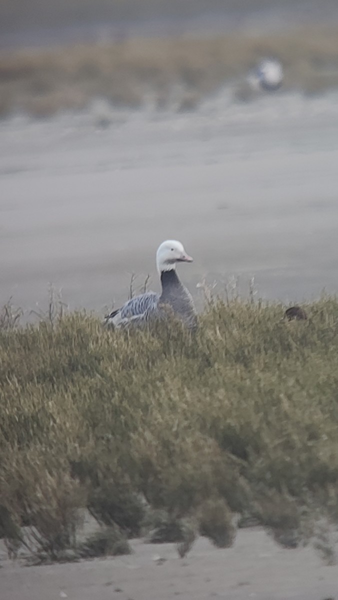 Anser sp. - ML646691713