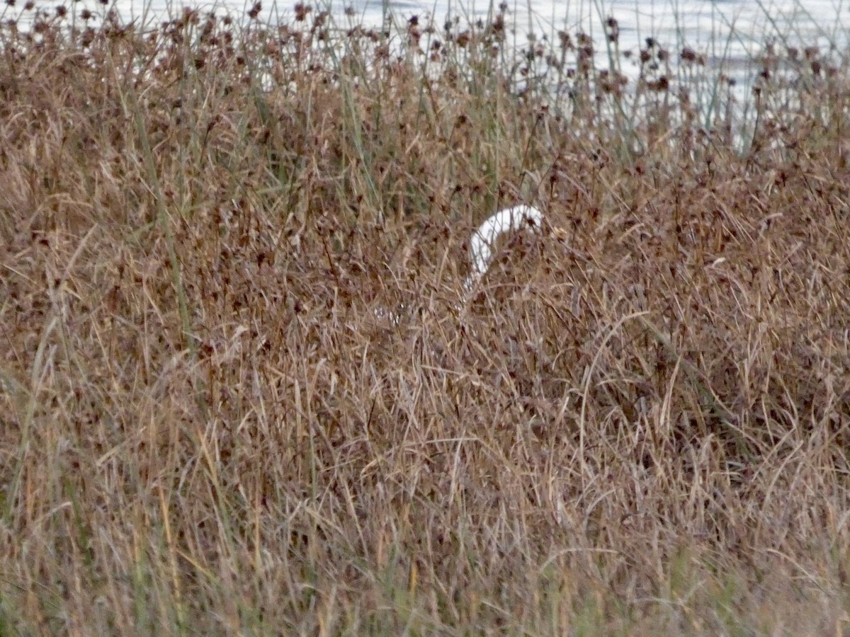 Цасч дэглий - ML646691714