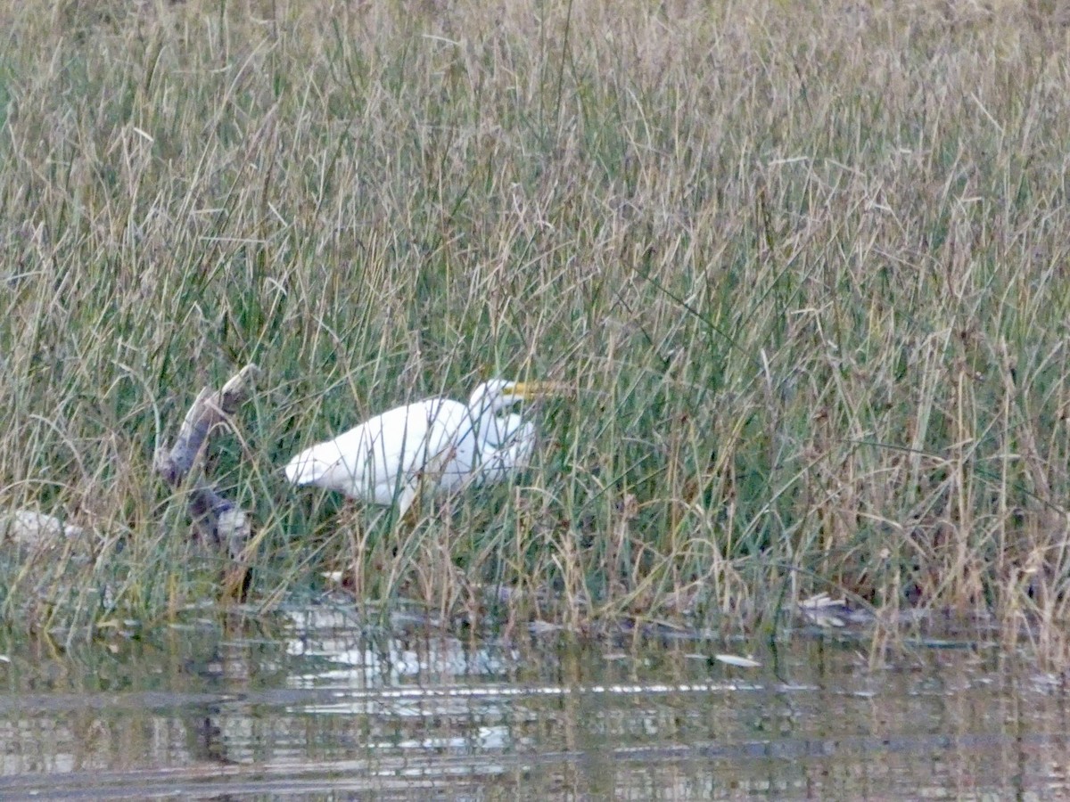 Цасч дэглий - ML646691715