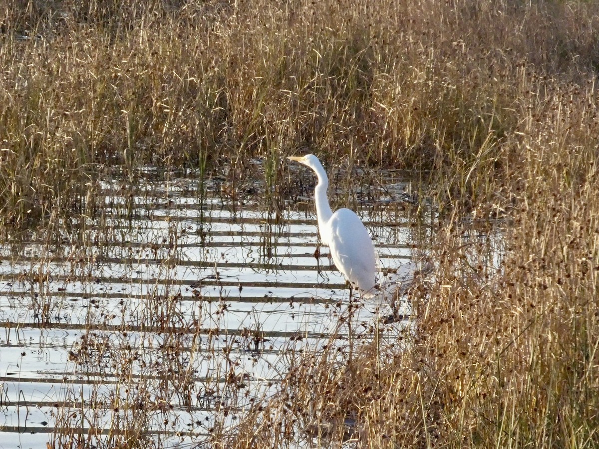 Цасч дэглий - ML646691716