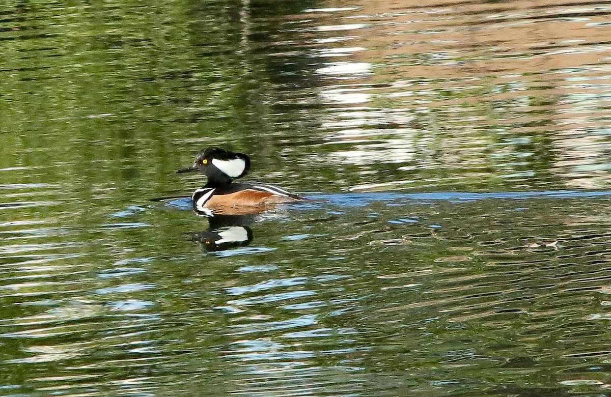 Hooded Merganser - ML646691720