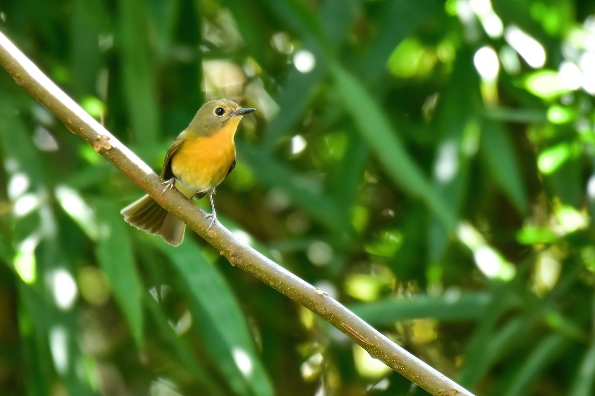 Hill Blue Flycatcher - ML646691722