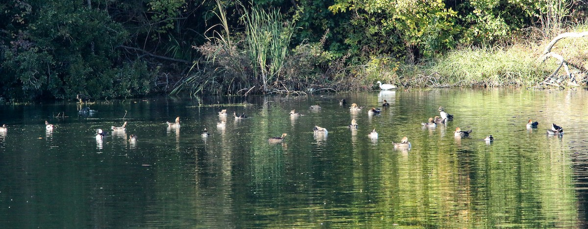 Hooded Merganser - ML646691723