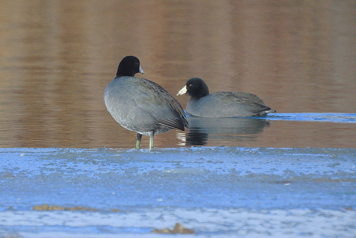 American Coot - ML646691724
