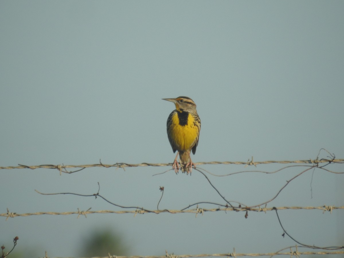 Eastern Meadowlark - ML646691726