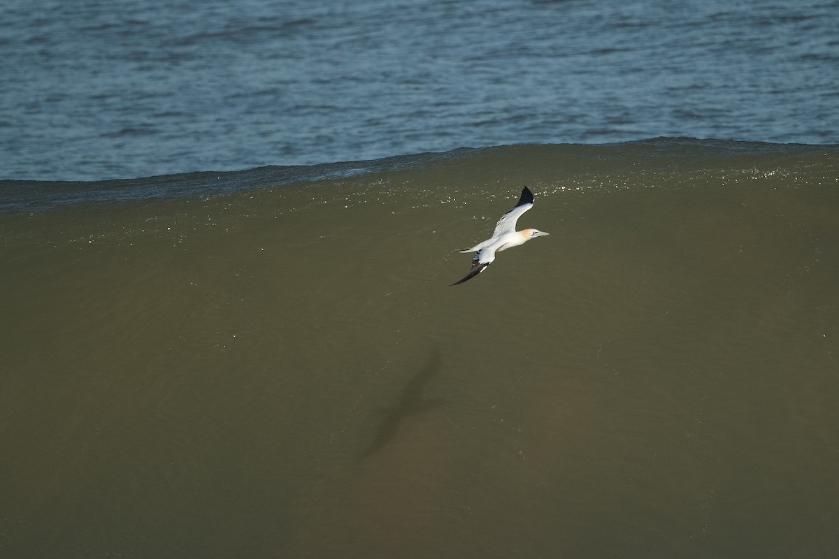 havsule - ML646691728