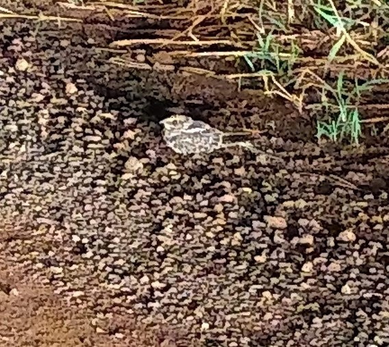 lelek nůžkoocasý - ML646691730