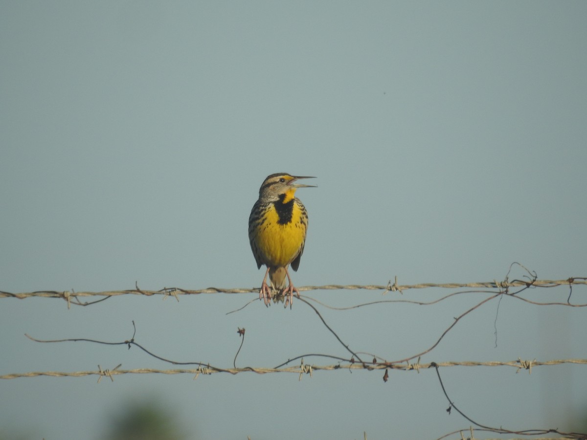 Eastern Meadowlark - ML646691732