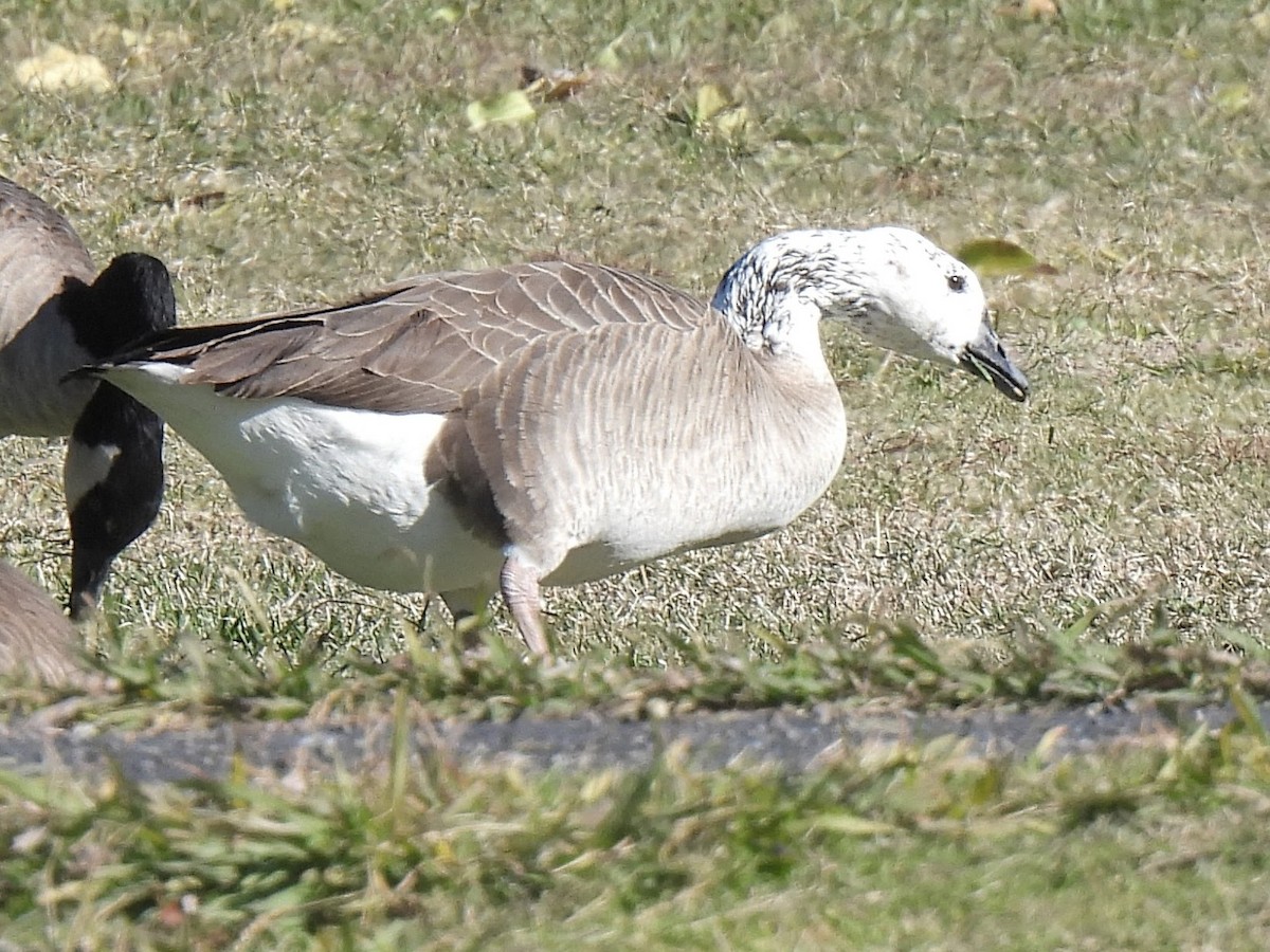 Хошуу галуу - ML646691734