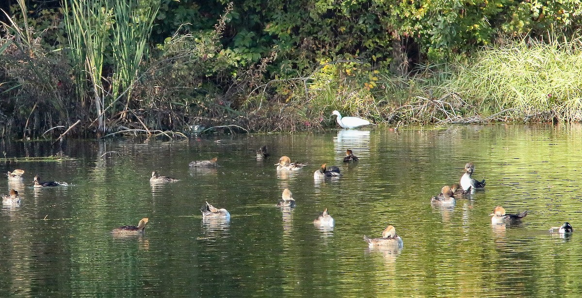 Snowy Egret - ML646691735