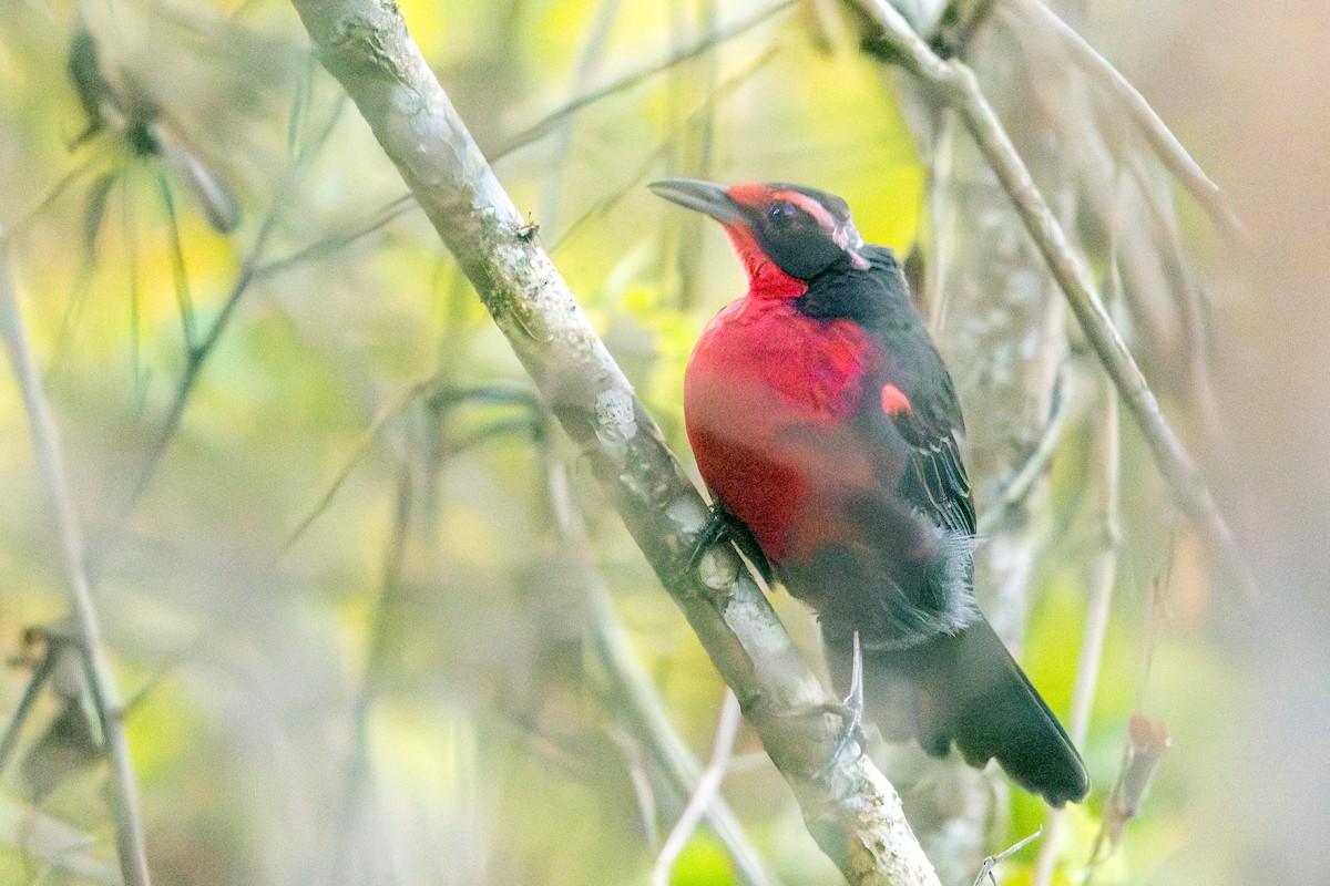 Rosy Thrush-Tanager - ML646691741