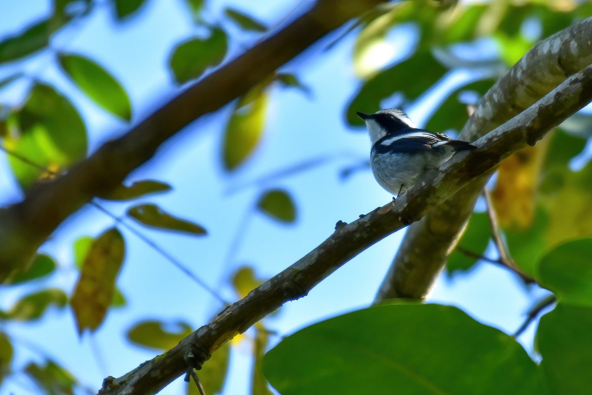 Little Pied Flycatcher - ML646691746