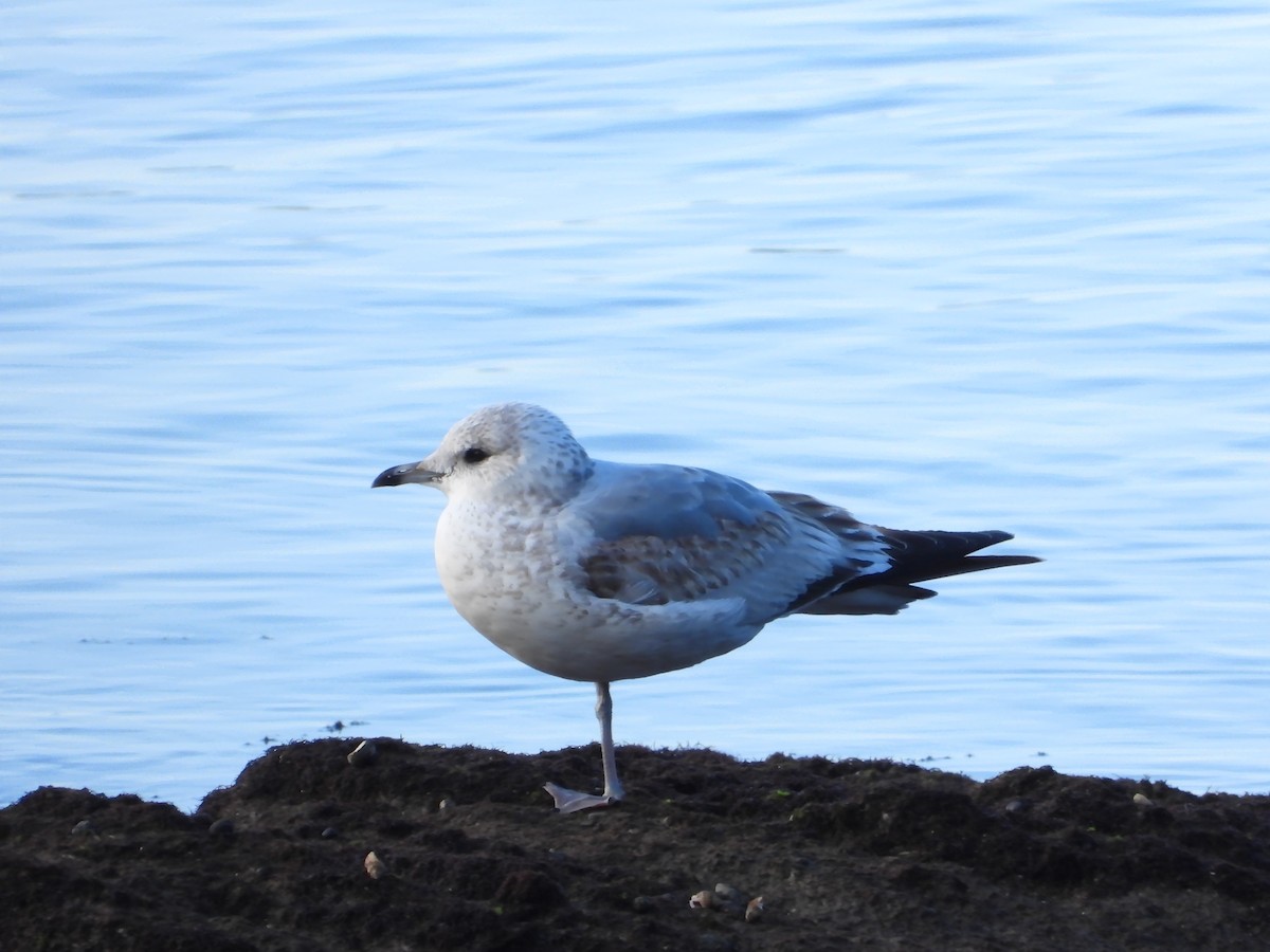 שחף אפרורי - ML646691748
