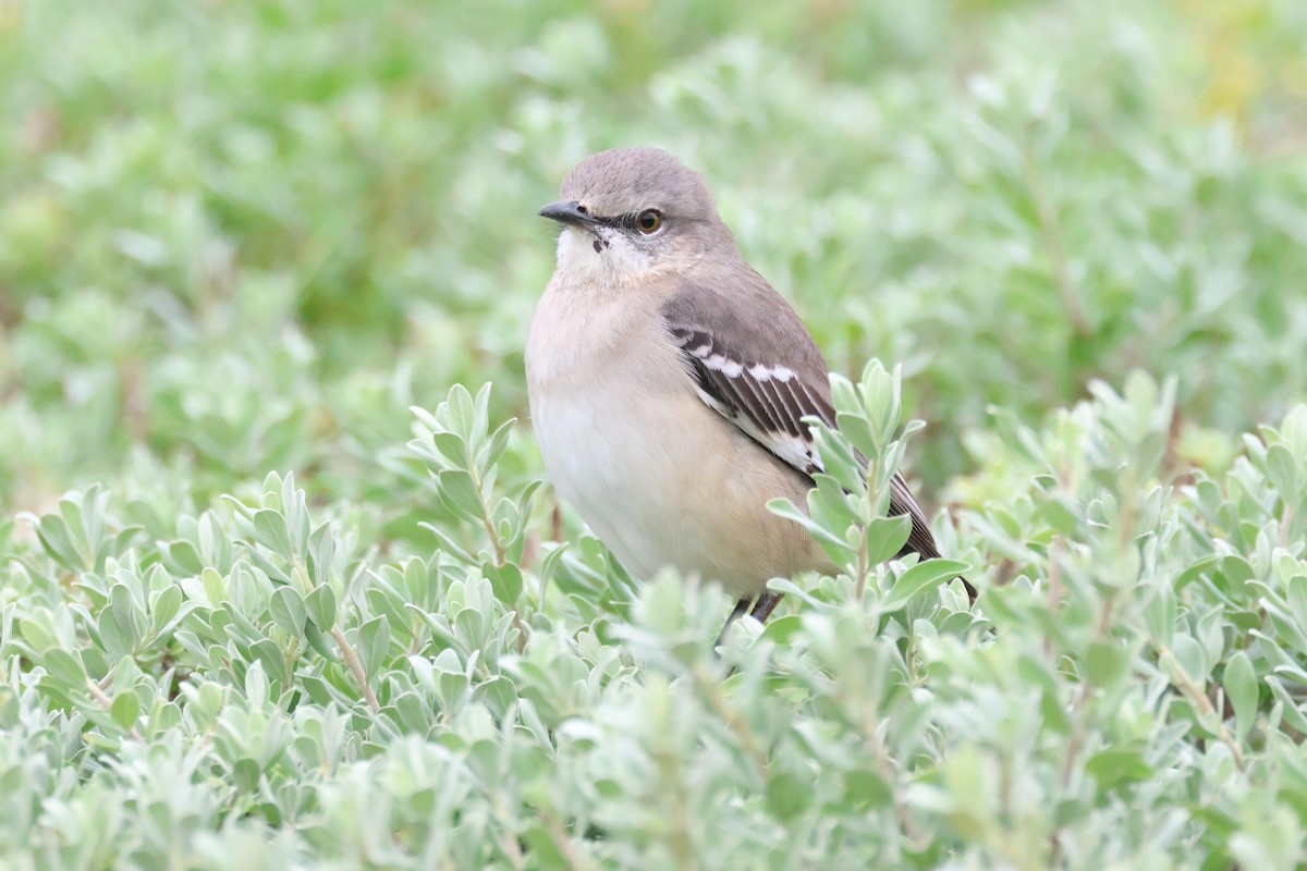 Northern Mockingbird - ML646691749