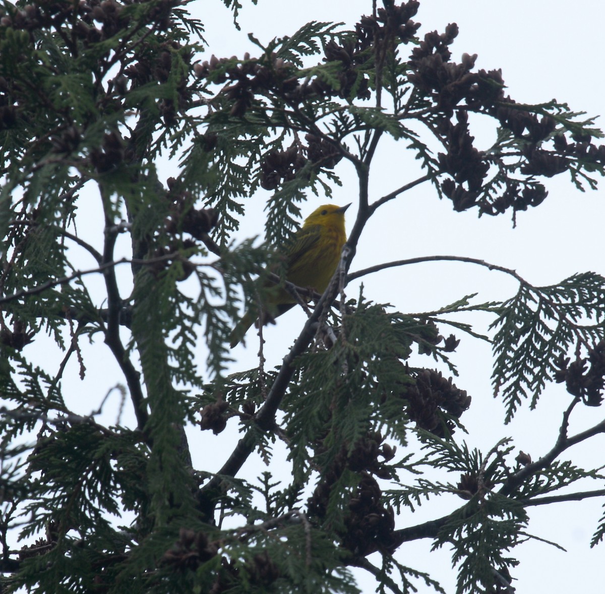 Northern Yellow Warbler - ML646691750